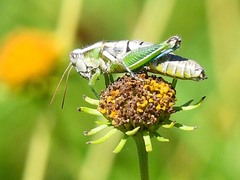 Paraidemona