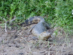 Caiman