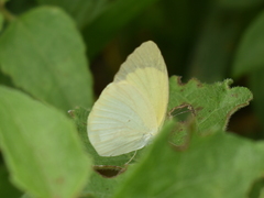 Pyrisitia venusta