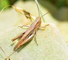 Chorthippus dichrous