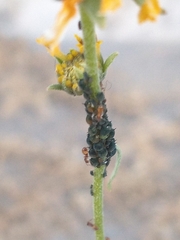 Aphis