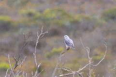 Elanus caeruleus caeruleus