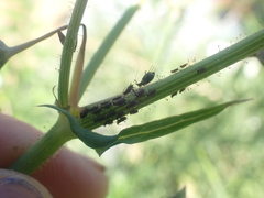 Uroleucon sonchi