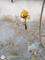 Aphis