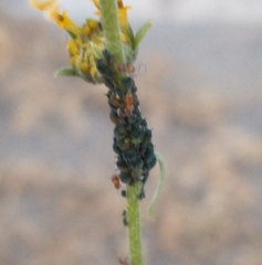 Aphis