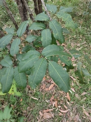 Flindersia bennettii