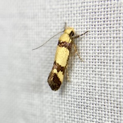 Decatopseustis cataphanes