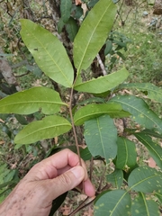 Flindersia bennettii