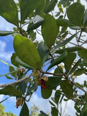Ternstroemia stahlii