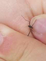 Armigeres subalbatus