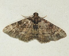 Eucymatoge peplodes