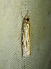 Crambus bidens