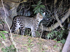 Leopardus pardalis mitis