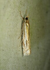 Crambus bidens