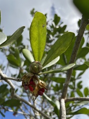 Ternstroemia stahlii