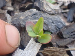 Epilobium obscurum