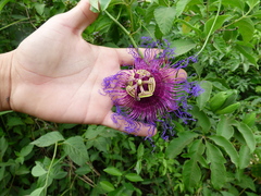 Passiflora cincinnata