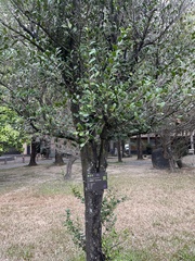 Diospyros ferrea