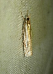 Crambus bidens