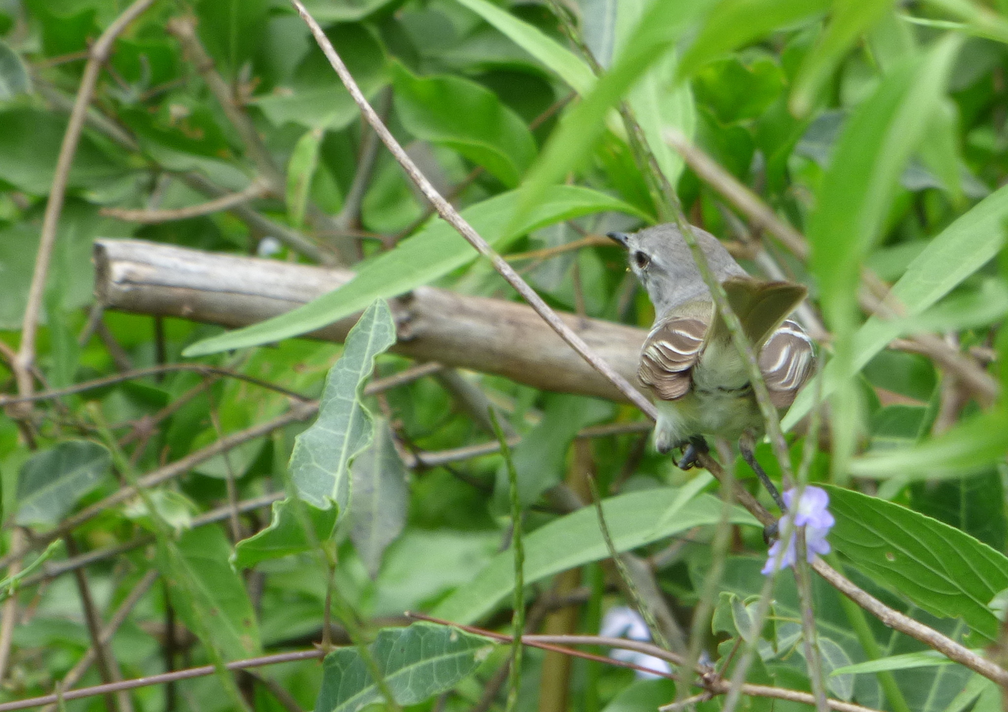 Plain Inezia (Inezia inornata), photo 8