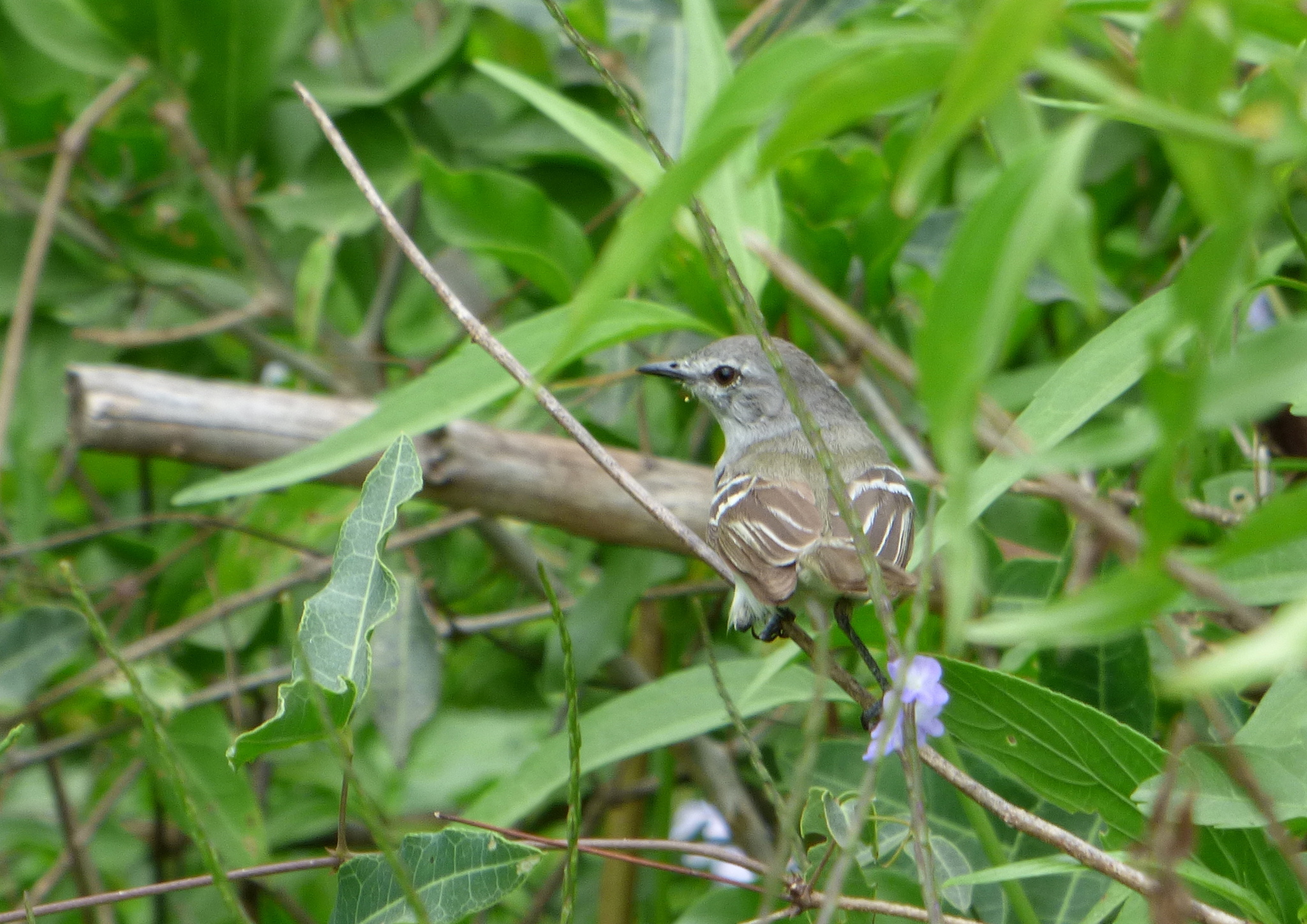 Plain Inezia (Inezia inornata), photo 9