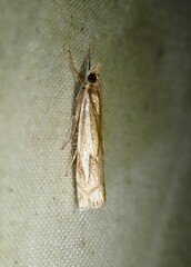 Crambus bidens