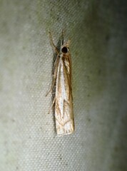 Crambus bidens
