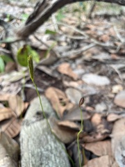 Actinostachys pennula