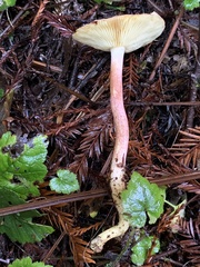 Tricholomopsis rutilans