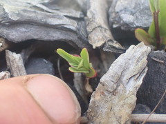 Epilobium obscurum