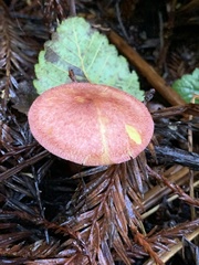 Tricholomopsis rutilans