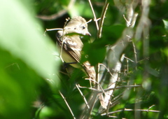 Elaenia
