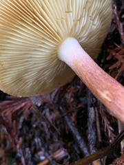 Tricholomopsis rutilans