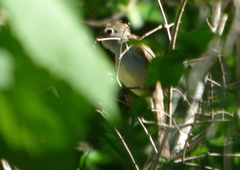 Elaenia