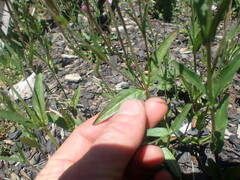 Epilobium obscurum
