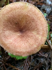 Tricholomopsis rutilans