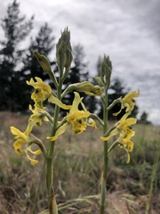 Chloraea barbata