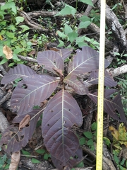 Hymenodictyon orixense