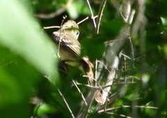 Elaenia