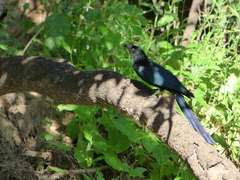 Crotophaga major