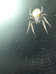 Eriophora ravilla
