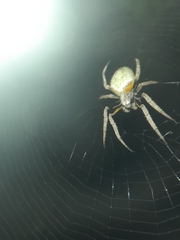 Eriophora ravilla