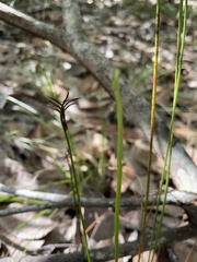 Actinostachys pennula