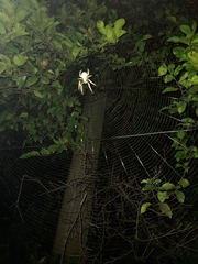 Eriophora ravilla