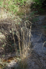 Elymus sibiricus