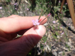 Epilobium obscurum