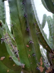 Myrtillocactus geometrizans