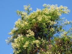 Senegalia bonariensis