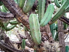 Myrtillocactus geometrizans