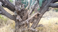 Myrtillocactus geometrizans